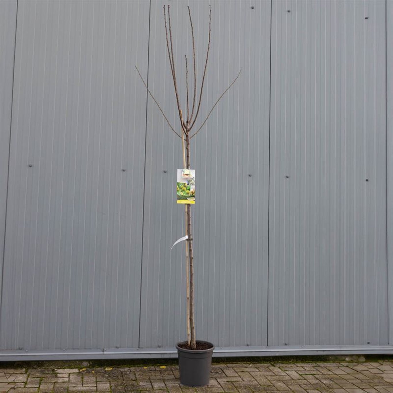 Prunus d. 'Reine Claude Verte' - C12 250-275 CM Hoogstam